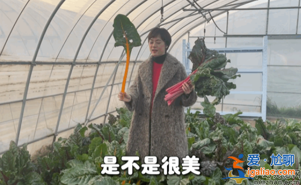 孙俪近况曝光!承包大棚翻土播种 网友留言纷纷点赞