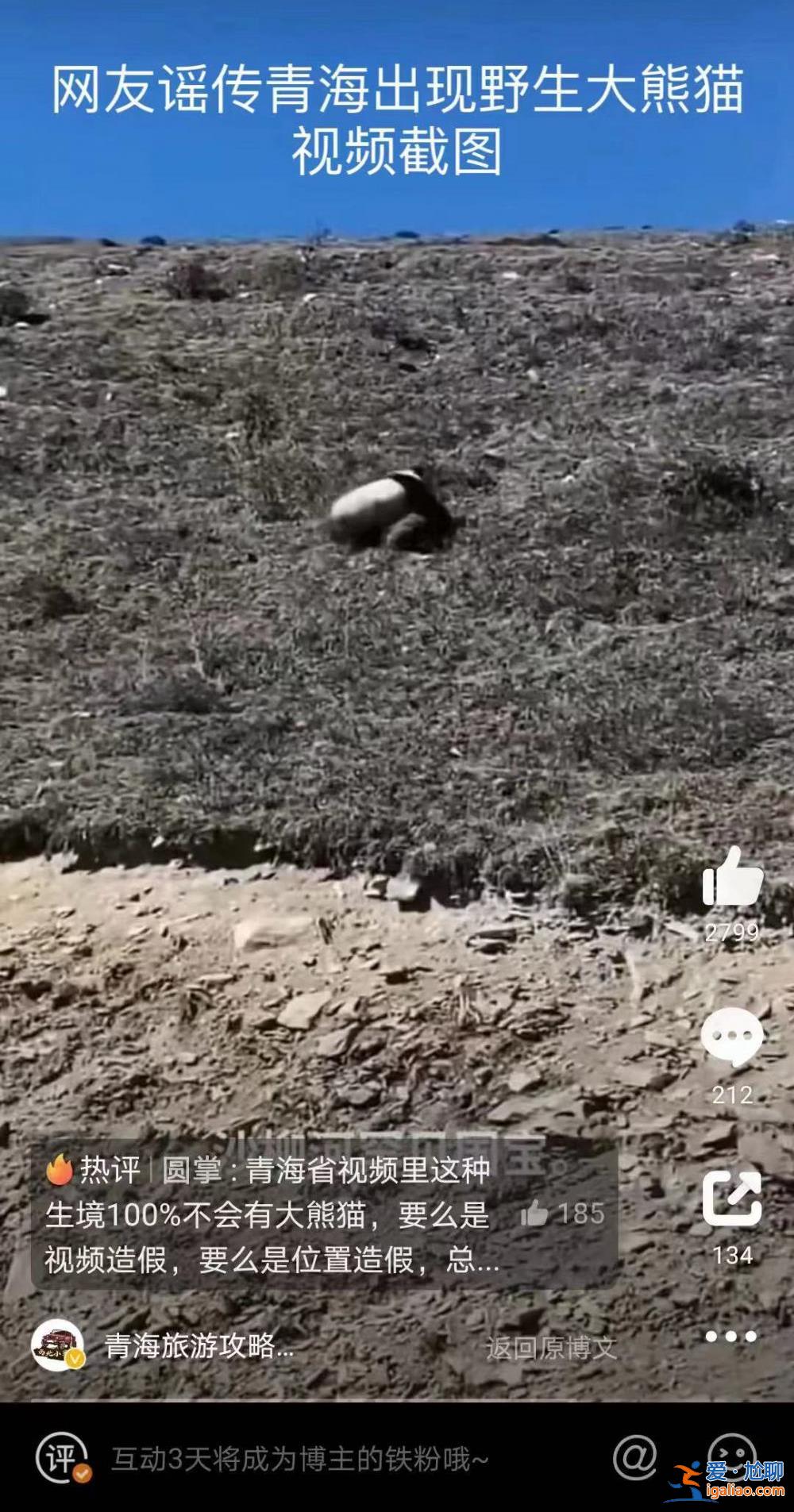 青海发现野生大熊猫？视频拍摄地实为四川达瓦更扎景区 系村民拍到？