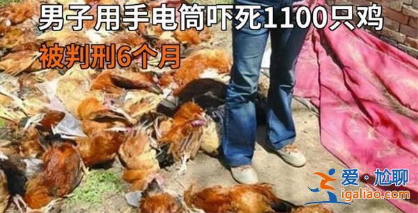 男子用手电筒吓死1100只鸡获刑6个月？
