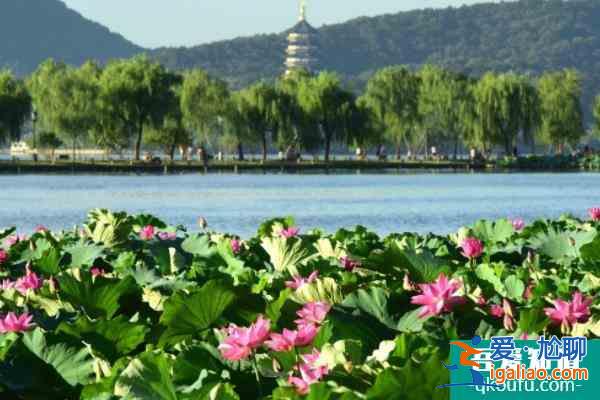 2022杭州西湖赏荷花的地方？