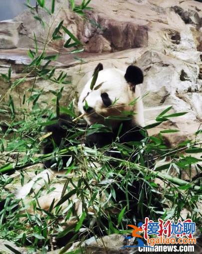 旅美大熊猫“美香”“添添”和“小奇迹”身体健康状况总体良好？