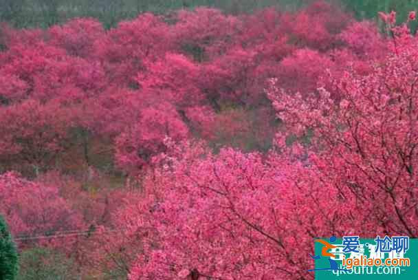 重庆春季哪里有花海的景点？