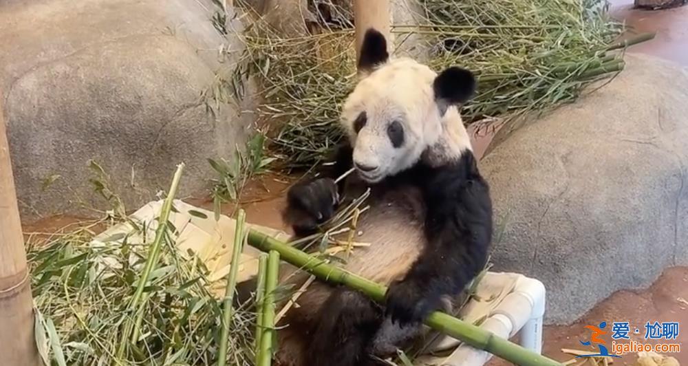 美国孟菲斯动物园为大熊猫丫丫举行送别活动？