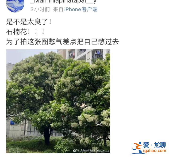 味道不可描述！石楠花又腥又臭 为什么还全国各地大面积种？