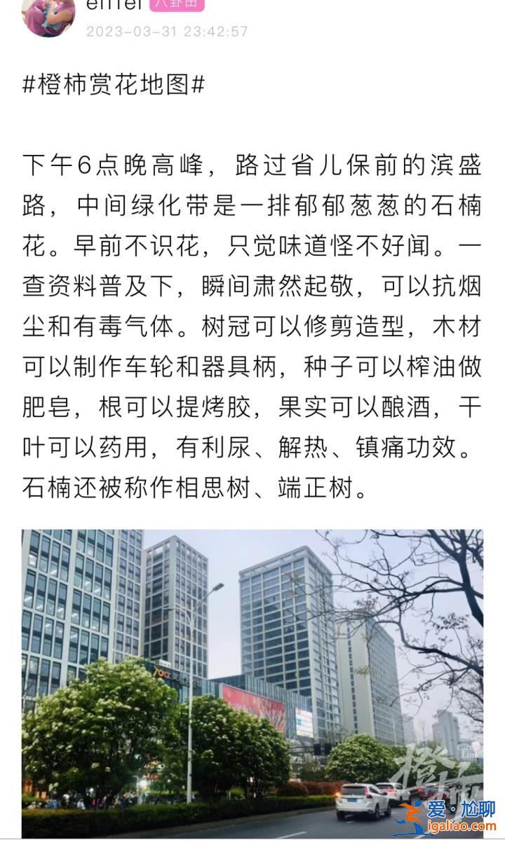 味道不可描述！石楠花又腥又臭 为什么还全国各地大面积种？