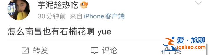 味道不可描述！石楠花又腥又臭 为什么还全国各地大面积种？
