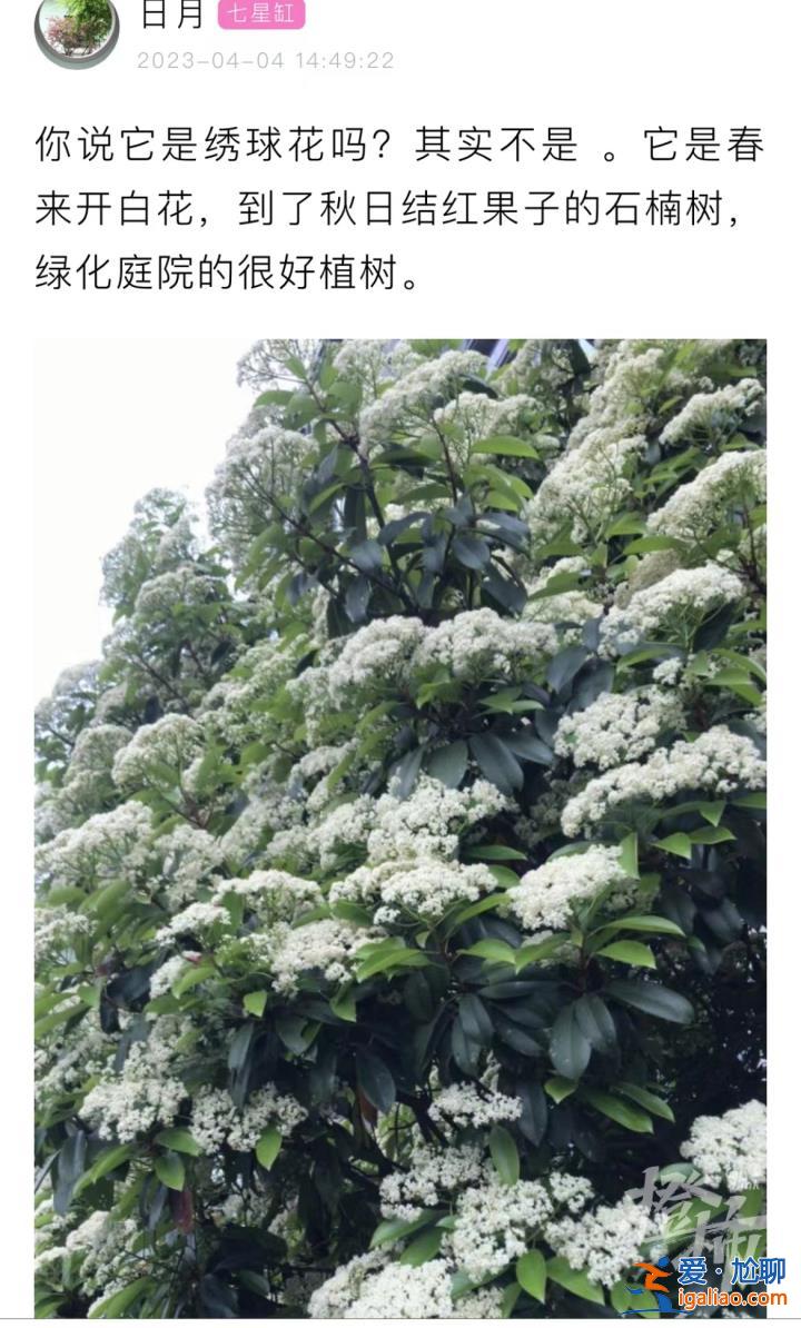 味道不可描述！石楠花又腥又臭 为什么还全国各地大面积种？