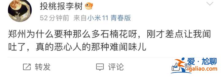 味道不可描述！石楠花又腥又臭 为什么还全国各地大面积种？