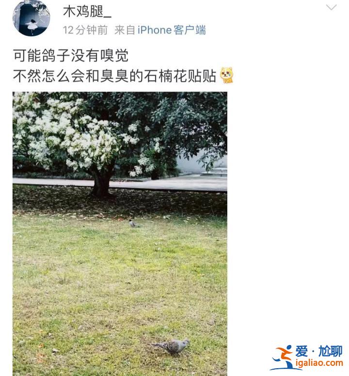 味道不可描述！石楠花又腥又臭 为什么还全国各地大面积种？