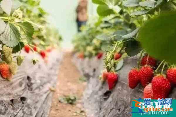 上海摘草莓地方最新2022 上海宝山去哪摘草莓？