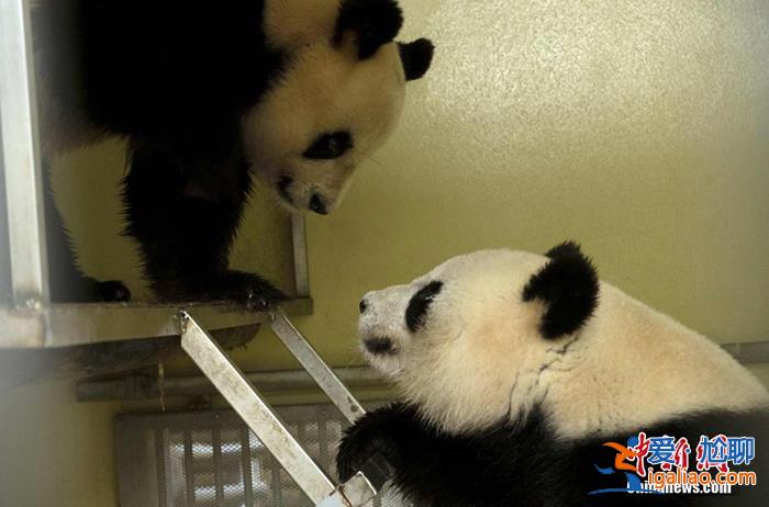 旅法中国大熊猫“欢欢”和“圆仔”的租期将延长至2027年？