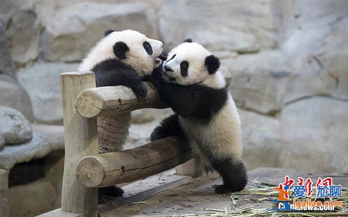 旅法中国大熊猫“欢欢”和“圆仔”的租期将延长至2027年？