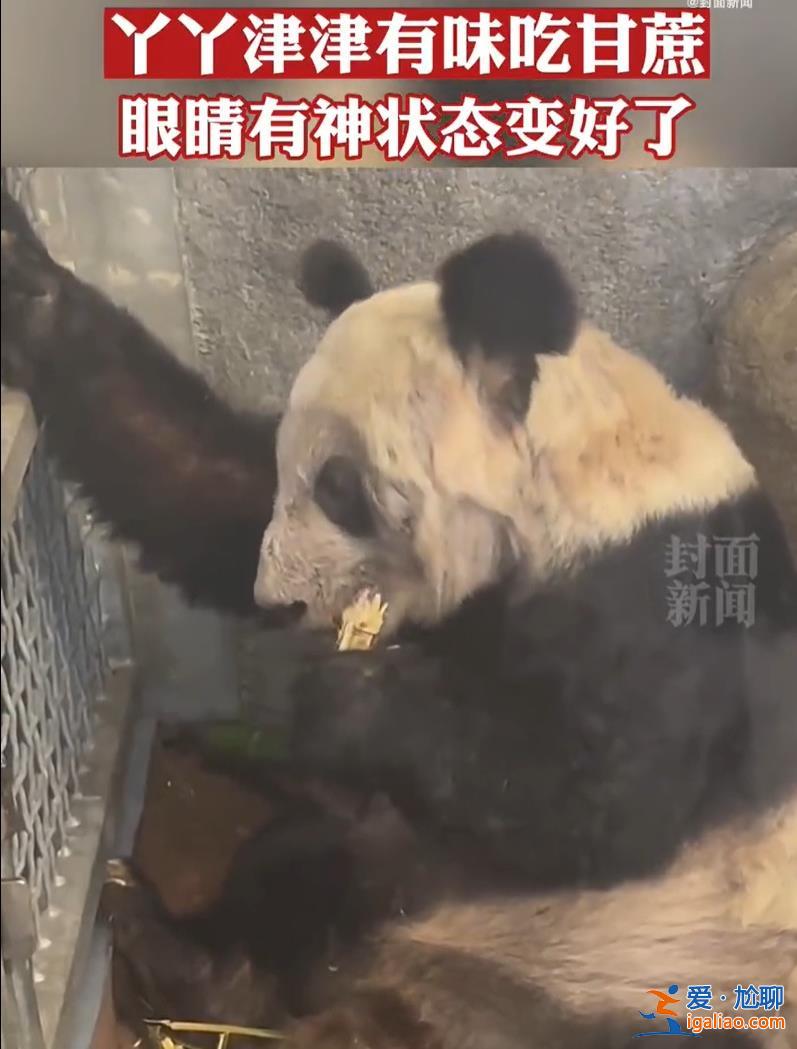 旅美大熊猫“丫丫”将由美国联邦快递直接送达上海 美方兽医陪同？