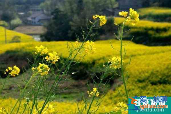 汉中油菜花最佳观赏时间2022 附最佳观赏地？