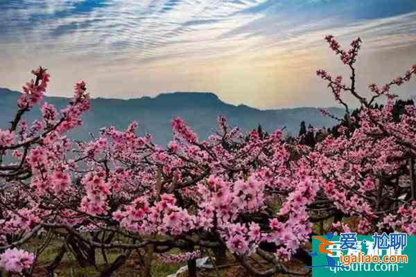 龙泉桃花开了吗2022 龙泉桃花节是几月几日？