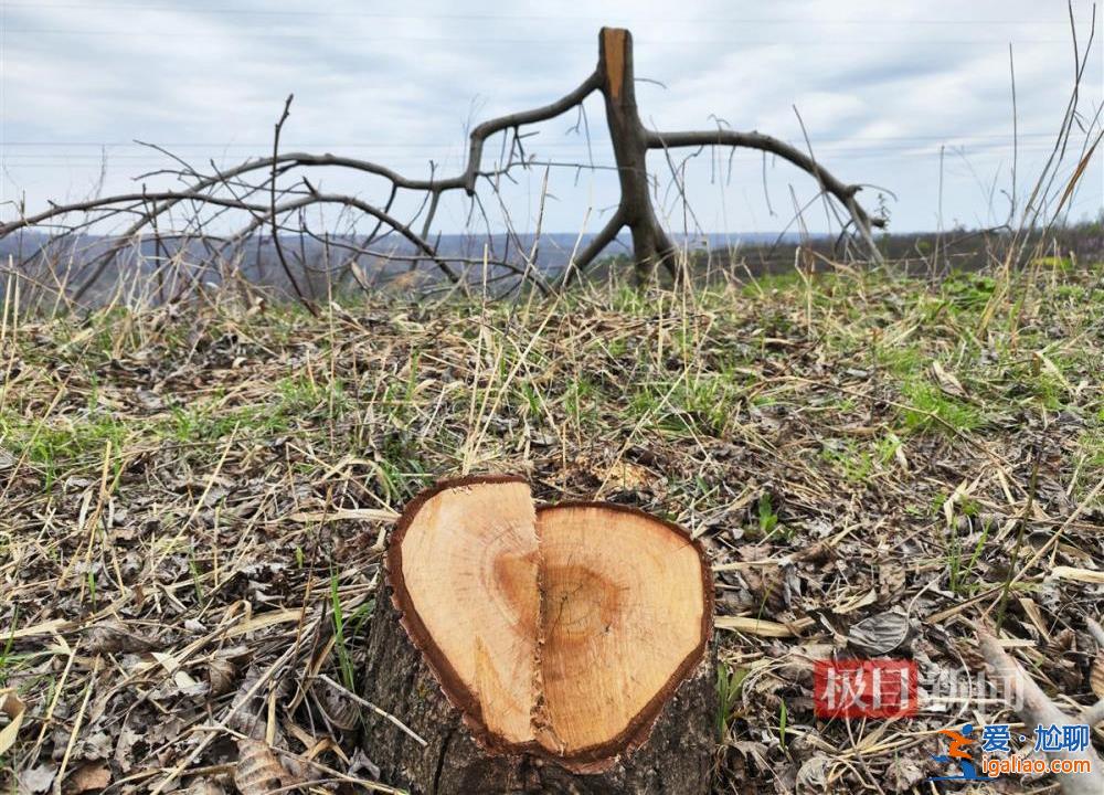 村民因合同纠纷10天砍树1600余棵 当地成立调查组？
