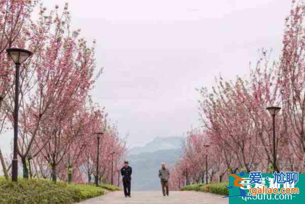 2022重庆綦江看樱花的地方有哪些？