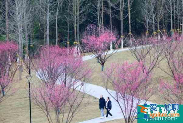 2022重庆綦江看樱花的地方有哪些？