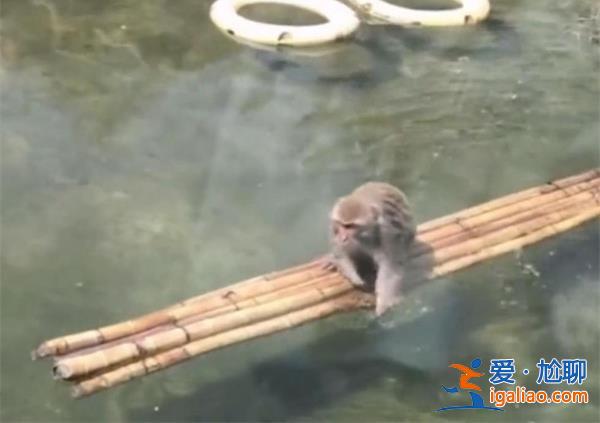 南京网红暴猴疑似被同位霸凌只能水上飘[暴猴]？