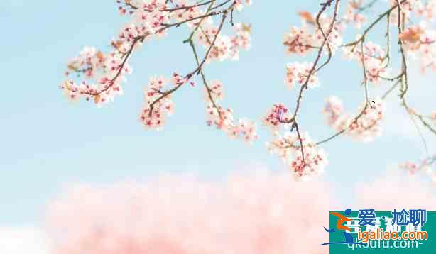 苏州哪里有樱花 2022苏州樱花观赏门票及地址介绍？