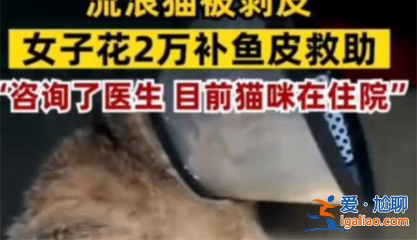 女子花2万多为自家猫移植鱼皮被网暴？