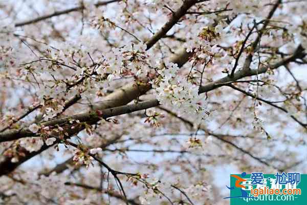 2022杭州樱花园樱花开了吗 附交通指南？