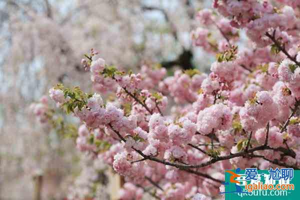 2022北海道樱花季观赏地点推荐 北海道有哪些旅游景点？