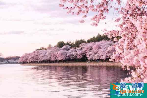 2022韩国樱花开放时间 观赏地点推荐？