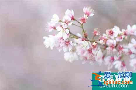 2022上海赏樱地图 附樱花位置? 2022上海赏樱地图 附樱花位置?