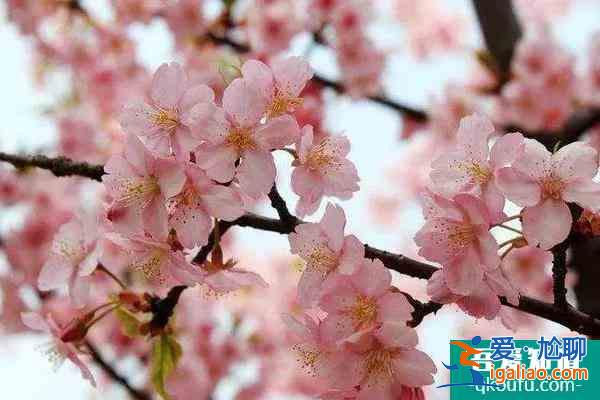 2022浏阳大围山樱花什么时候开放 最佳观赏时间？