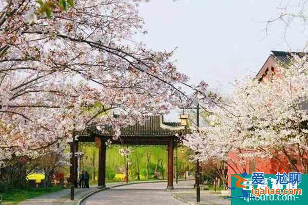 2022上海赏樱地图 附樱花位置? 2022上海赏樱地图 附樱花位置?