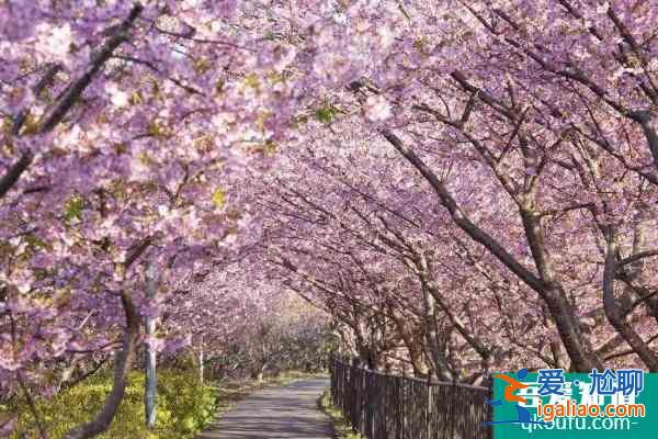 长沙赏樱花的地方有哪些 长沙观赏樱花好去处2022？