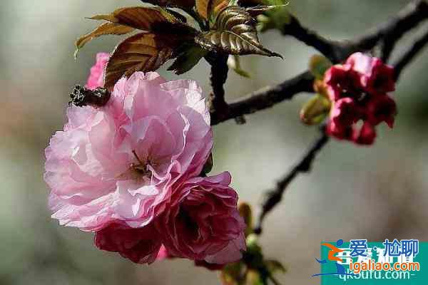 长沙赏樱花的地方有哪些 长沙观赏樱花好去处2022？