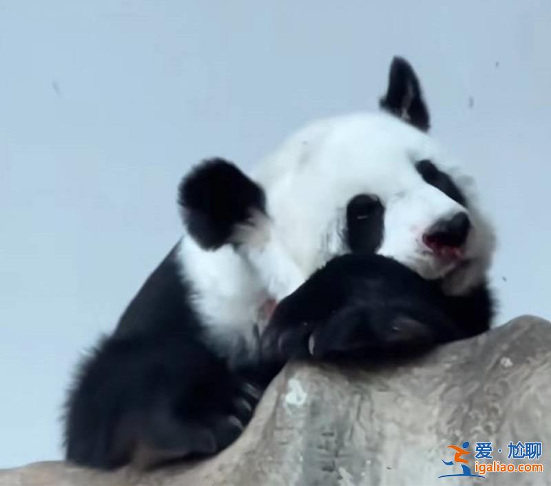 旅泰大熊猫林惠死亡  曾被拍到鼻部出血？