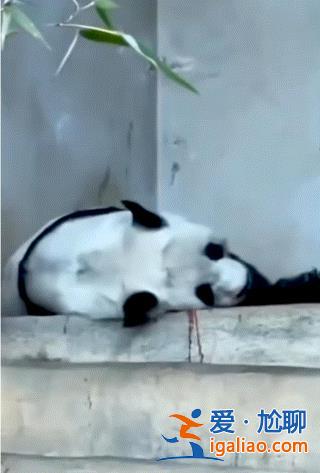 旅泰大熊猫林惠死亡  曾被拍到鼻部出血？