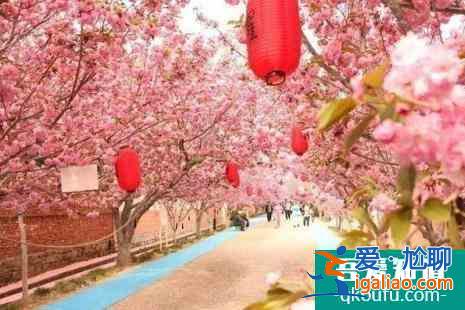 青岛中山公园樱花几月份开2022 青岛樱花去哪里看？