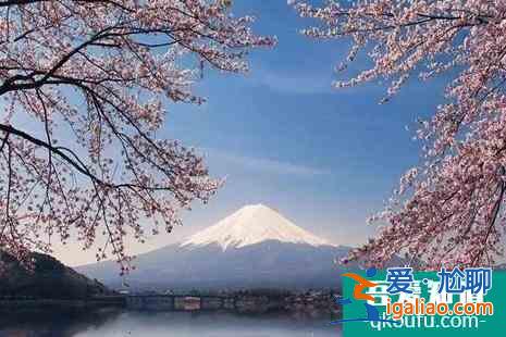 日本神奈川的樱花、富士山的樱花、日本东北地区樱花介绍？