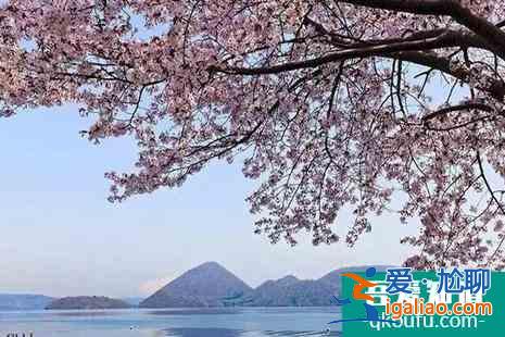 日本神奈川的樱花、富士山的樱花、日本东北地区樱花介绍？