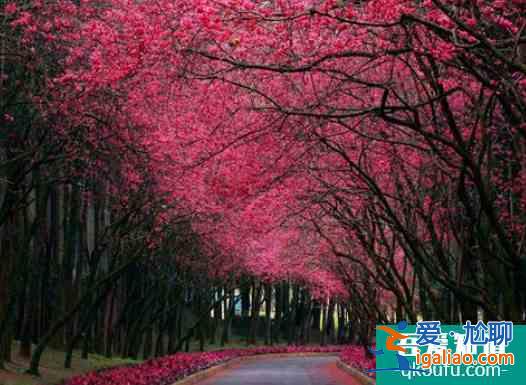 青岛中山公园樱花几月份开2022 青岛樱花去哪里看？