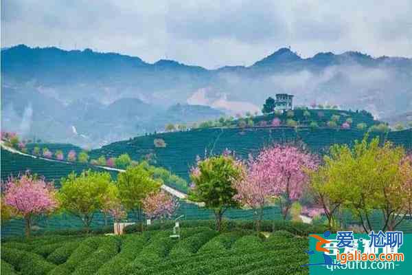 漳平永福樱花园2022年开放吗？
