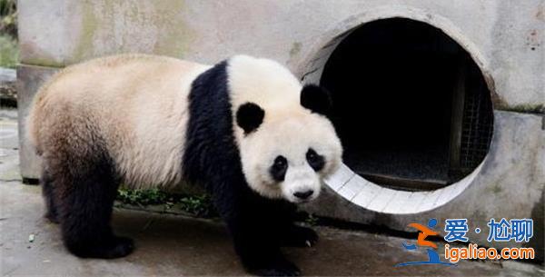 旅泰大熊猫林惠死亡，专家已展开调查[动物福利]？
