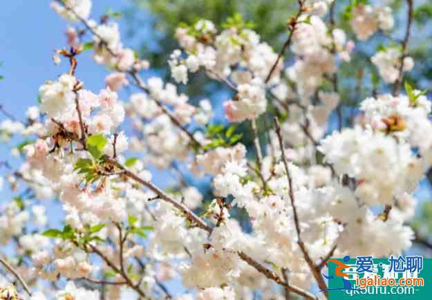 深圳樱花在哪里看2022 盛花期什么时候？