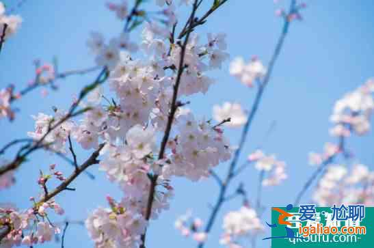 上海赏樱花哪里最好的地方2022 上海赏樱景点开放时间及预约指南？