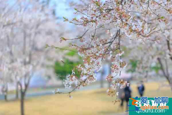 上海赏樱花哪里最好的地方2022 上海赏樱景点开放时间及预约指南？