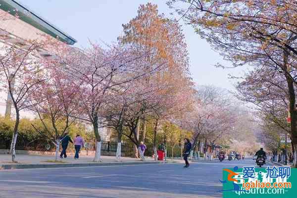 2022南京赏樱花有哪些地方 南京赏樱花的最佳时间？