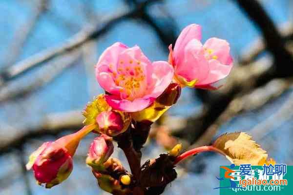 2022上海顾村公园樱花节门票多少钱 顾村公园樱花节时间？