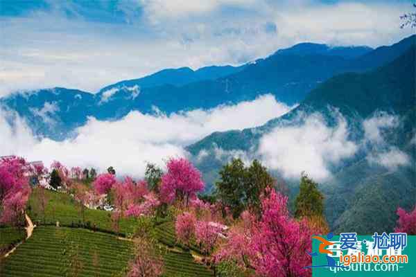 大理到无量山樱花谷需要多久 南涧怎么到无量山镇？