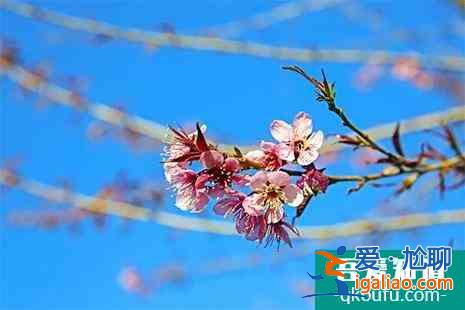 西昌樱花谷在哪里 西昌樱花谷樱花盛开了吗？