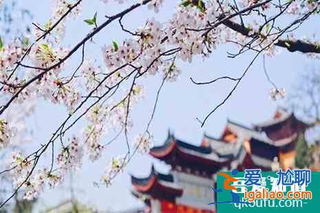 南京鸡鸣寺樱花开了吗2022？