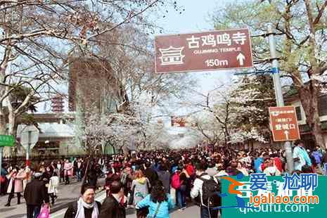 南京鸡鸣寺樱花开了吗2022？